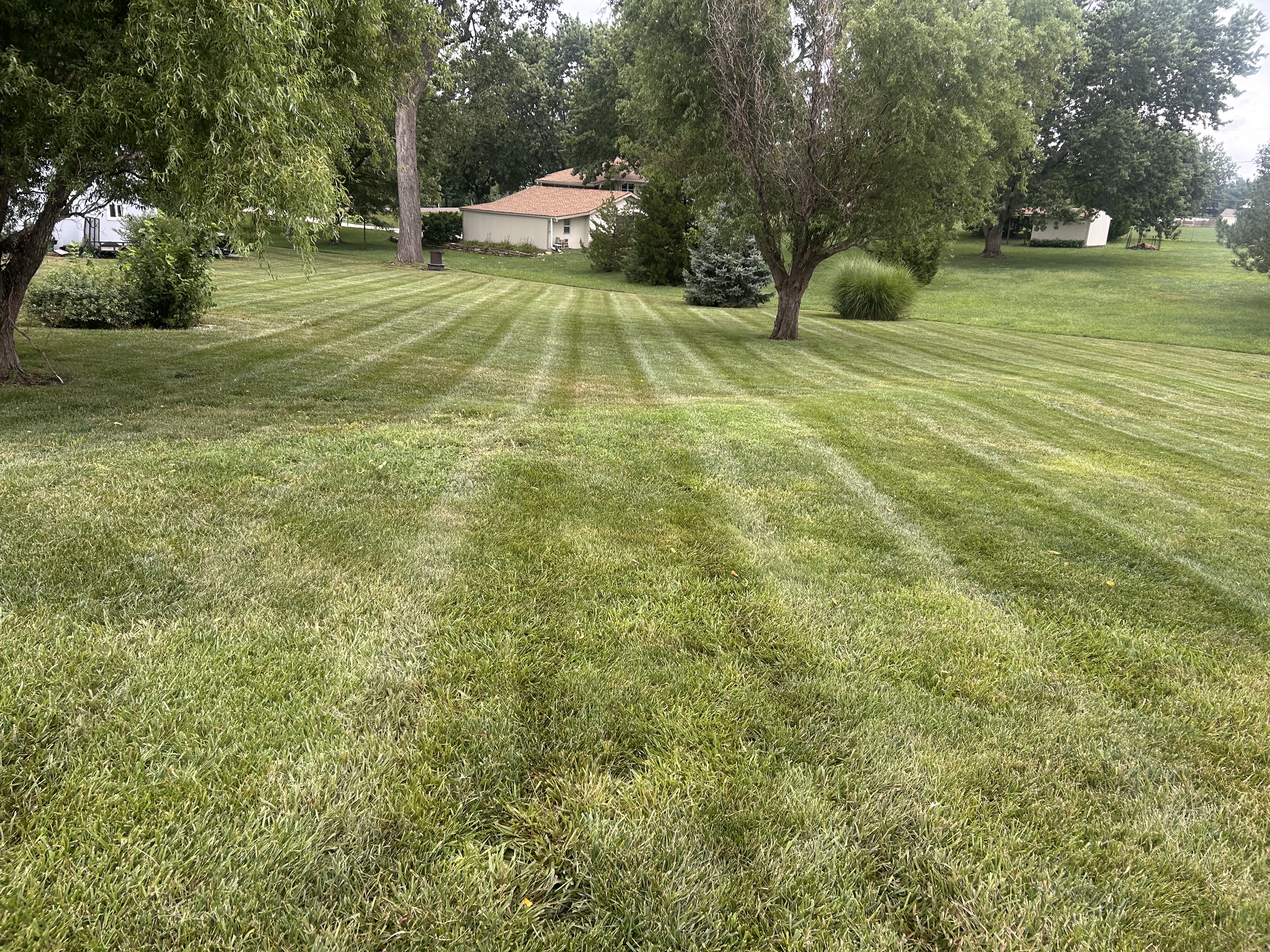 Freshly striped lawn beneath mature trees